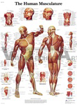 Human Musculature - Anatomical Chart